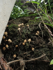 Candolleomyces tuberculatus