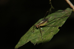 Engonia
