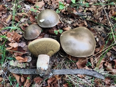 Boletus aereus