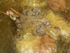 Bombina variegata pachypus