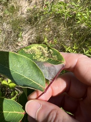 Saucrobotys futilalis