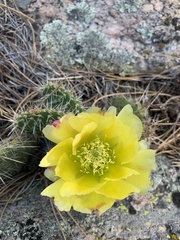 Opuntia polyacantha polyacantha