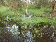 Callitriche stagnalis