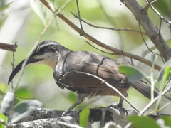 Ptiloris paradiseus