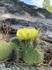 Opuntia polyacantha polyacantha