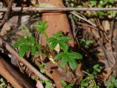 Acaena anserinifolia