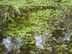 Callitriche stagnalis