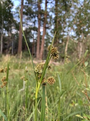 Scirpus microcarpus