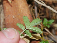 Acaena anserinifolia