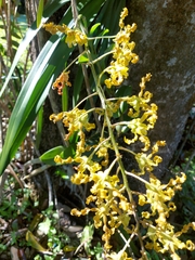 Dendrobium discolor