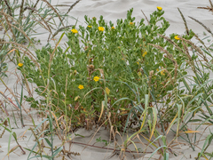 Rayjacksonia phyllocephala