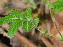 Acaena anserinifolia