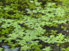 Callitriche stagnalis