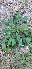 Lactuca floridana