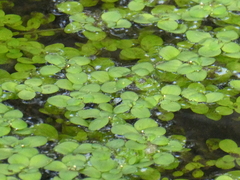 Callitriche stagnalis