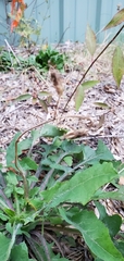Lactuca floridana