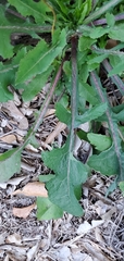 Lactuca floridana