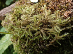 Rhytidiadelphus loreus