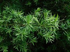 Podocarpus latifolius