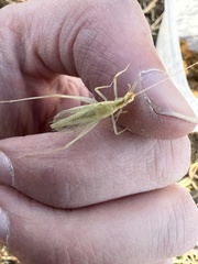 Oecanthus