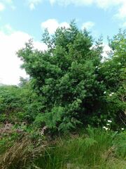 Podocarpus latifolius
