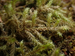 Rhytidiadelphus loreus