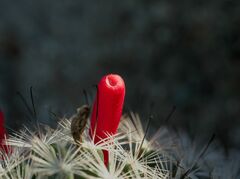 Mammillaria tetrancistra