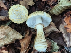 Amanita franchetii