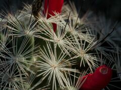 Mammillaria tetrancistra