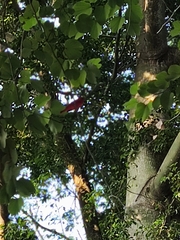 Piranga rubra