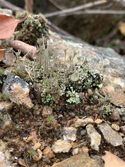 Cladonia verticillata