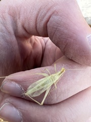 Oecanthus