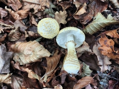 Amanita franchetii