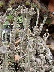 Cladonia verticillata