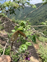 Jacaranda jasminoides