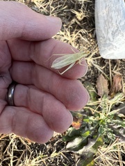 Oecanthus