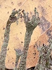 Cladonia verticillata