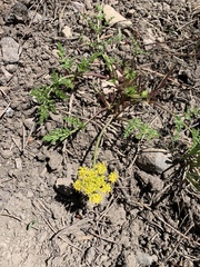 Cymopterus terebinthinus californicus