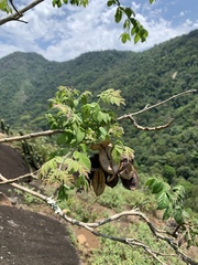 Jacaranda jasminoides