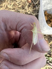 Oecanthus