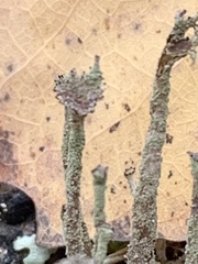 Cladonia verticillata