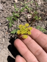 Cymopterus terebinthinus californicus