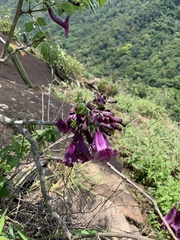 Jacaranda jasminoides
