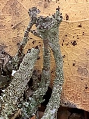 Cladonia verticillata