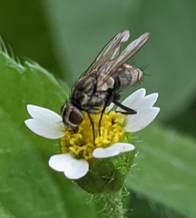 Diptera