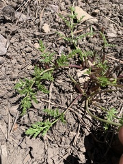 Cymopterus terebinthinus californicus