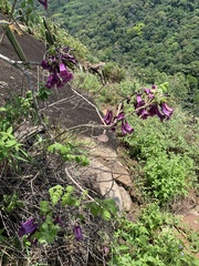 Jacaranda jasminoides