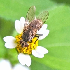 Diptera