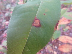 Coptodisca splendoriferella