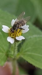 Diptera